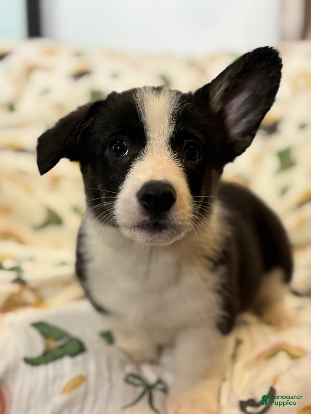 Mixed Breed dogs for sale: Rocky - Ad 1