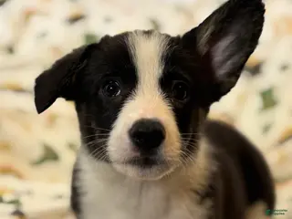 Mixed Breed dogs Rocky - Ad 9