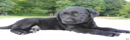 Labrador Retriever dogs for sale: Lady - Ad 7