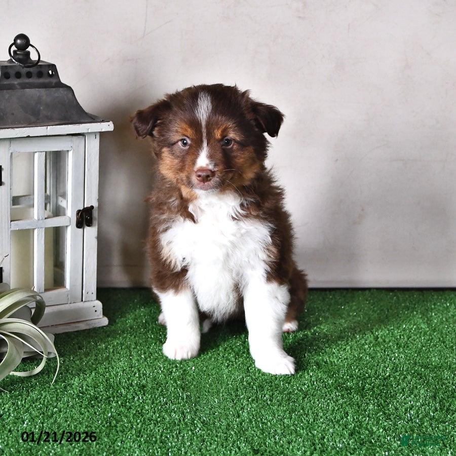 Miniature Australian Shepherd dogs Diesel - Ad 12