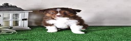 Miniature Australian Shepherd dogs for sale: Diesel - Ad 1