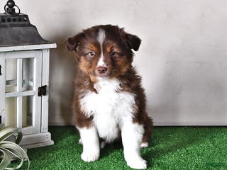 Miniature Australian Shepherd dogs Diesel - Ad 12