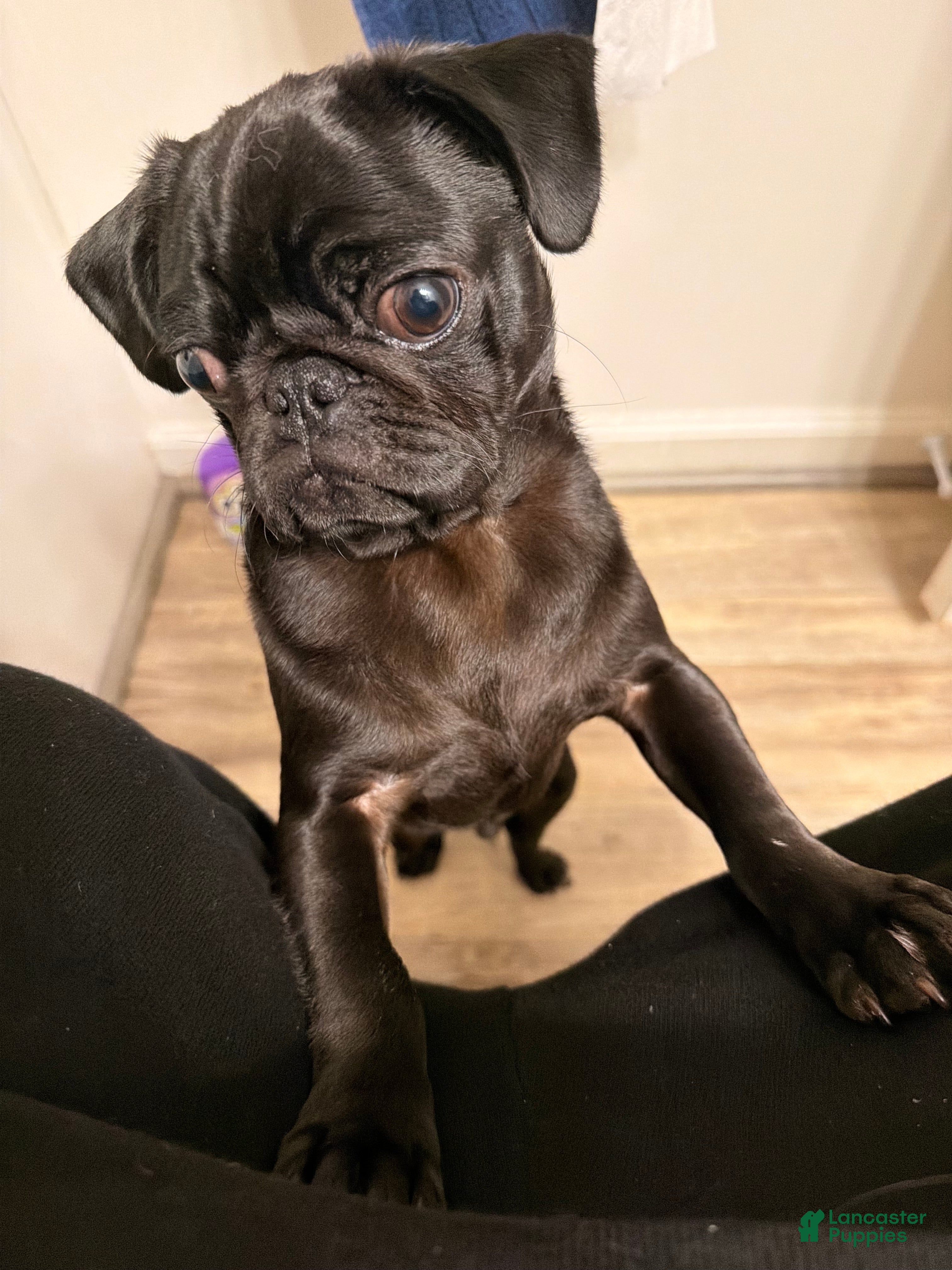 Pug dogs Pug Puppy 1 - Ad 8