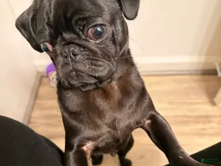 Pug dogs Pug Puppy 1 - Ad 2