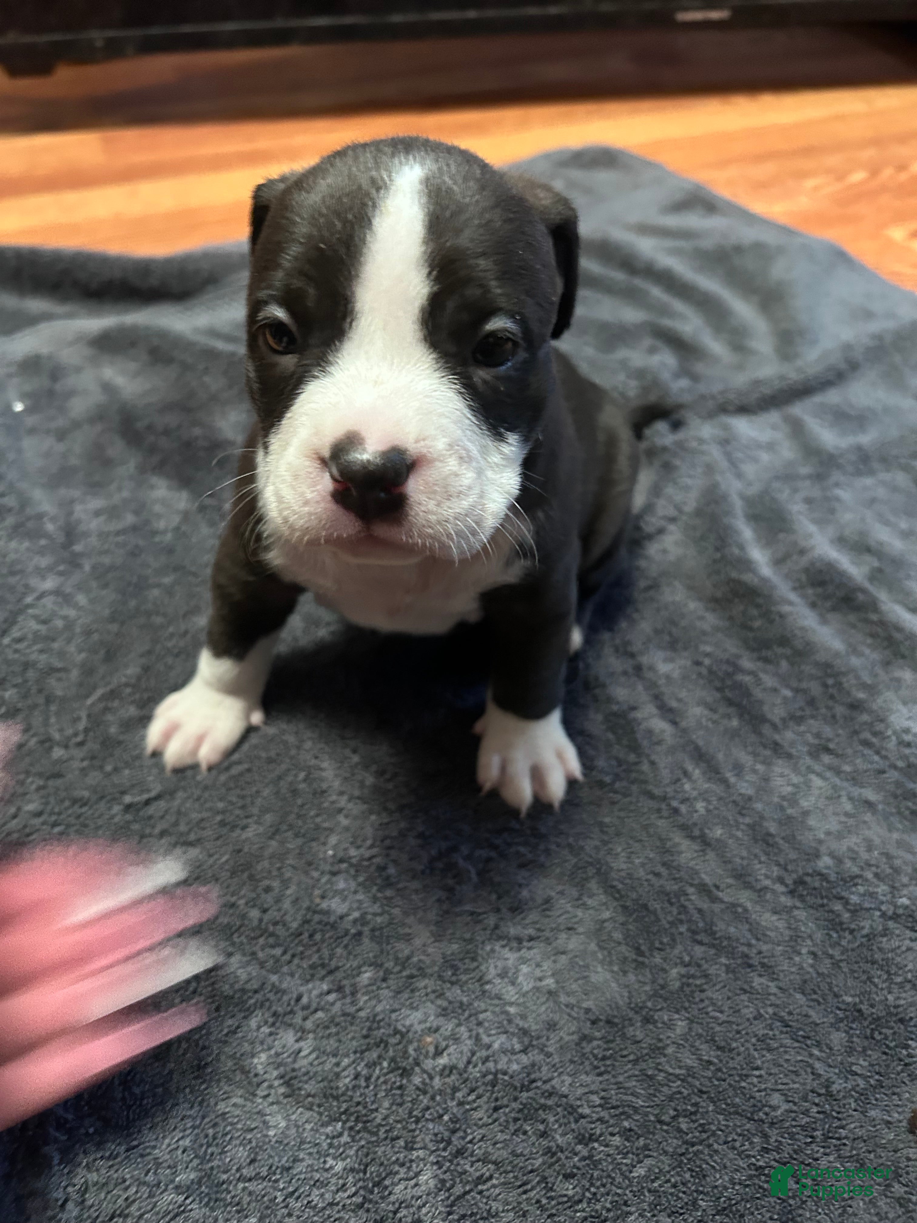 American Bully dogs American Bully Puppy 3 - Ad 22