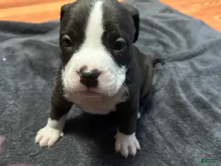 American Bully dogs American Bully Puppy 3 - Ad 22