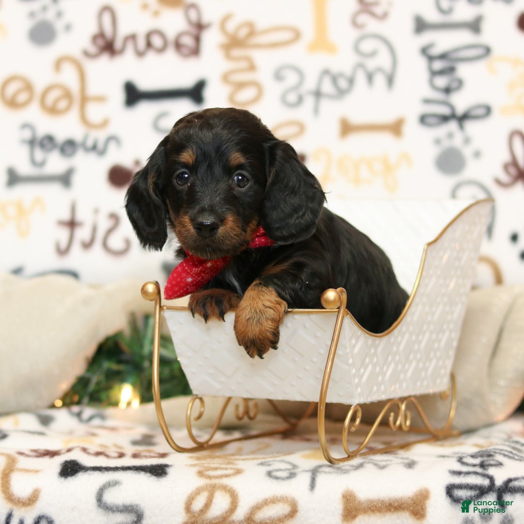 Miniature Dachshund dogs for sale: Indigo - Ad 2