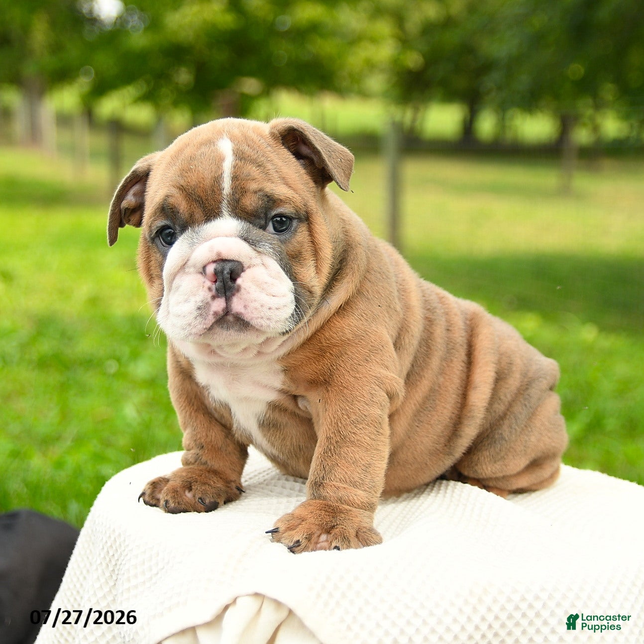English Bulldog dogs Murphy - Ad 2