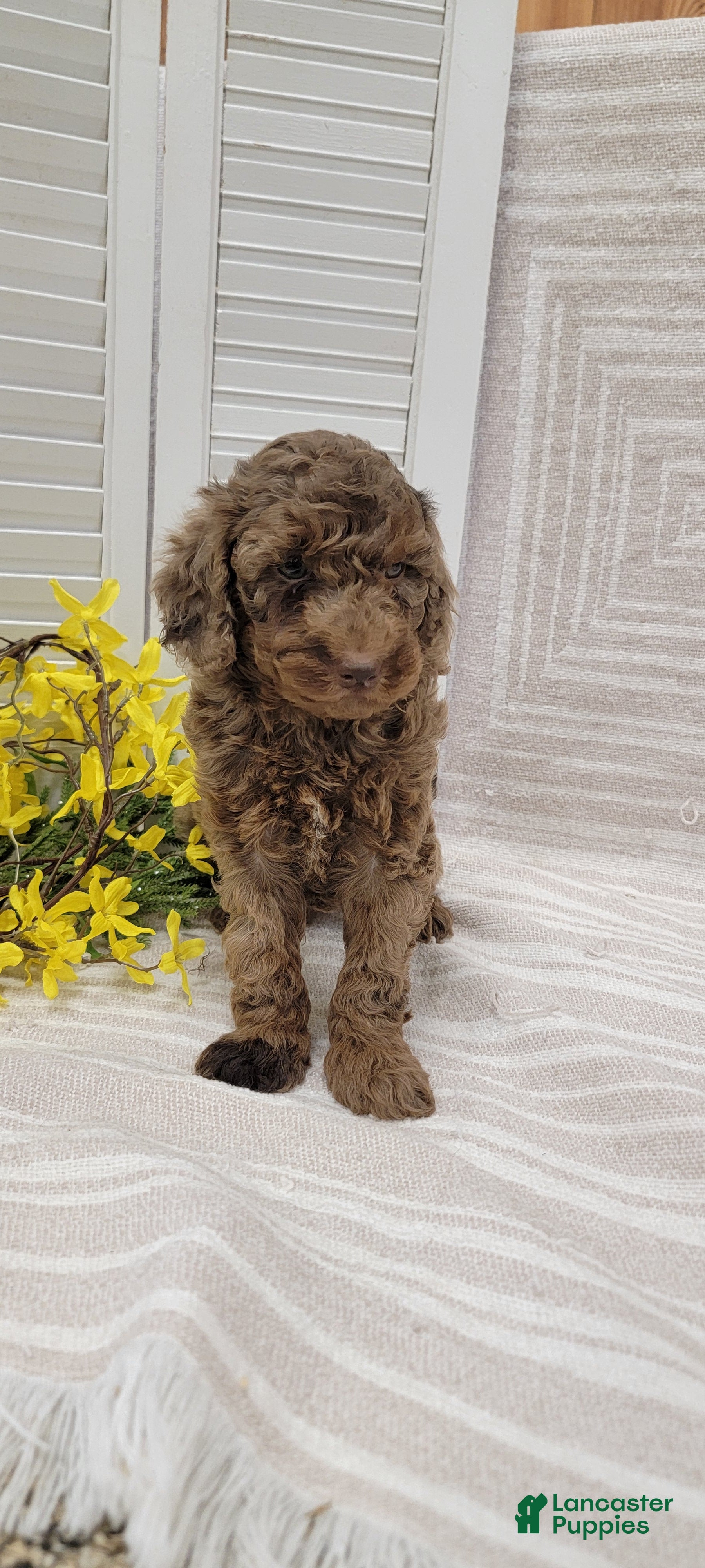 Cockapoo dogs Rambo - Ad 2