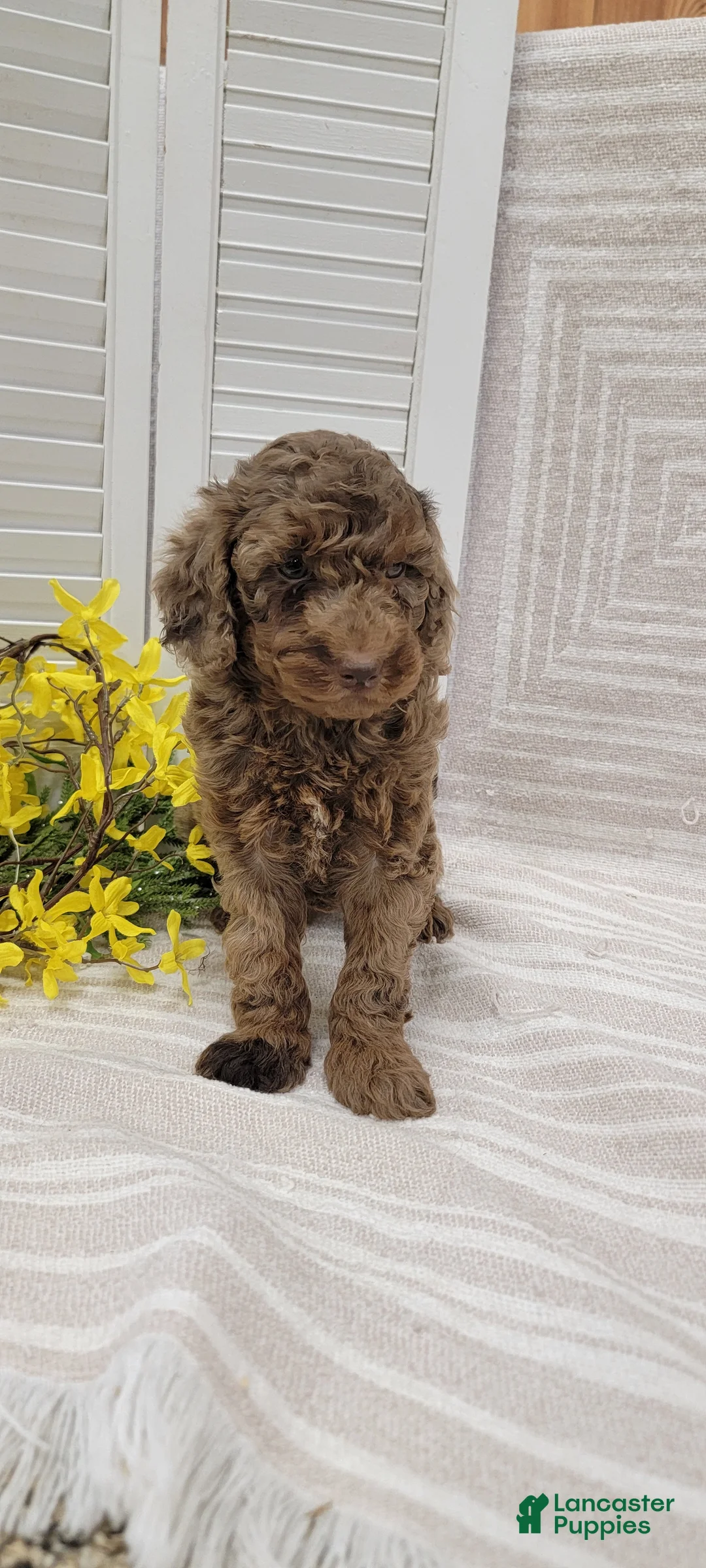 Cockapoo dogs for sale: Rambo - Ad 2