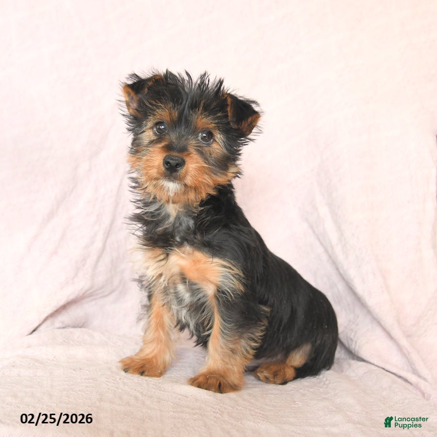 Yorkshire Terrier dogs Oliver - Ad 1