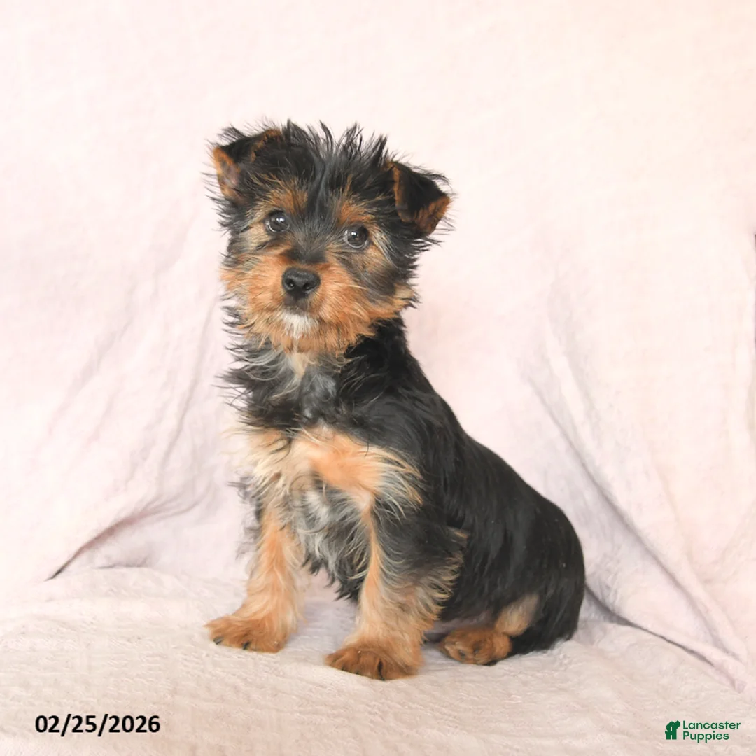 Yorkshire Terrier dogs for sale: Oliver - Ad 1