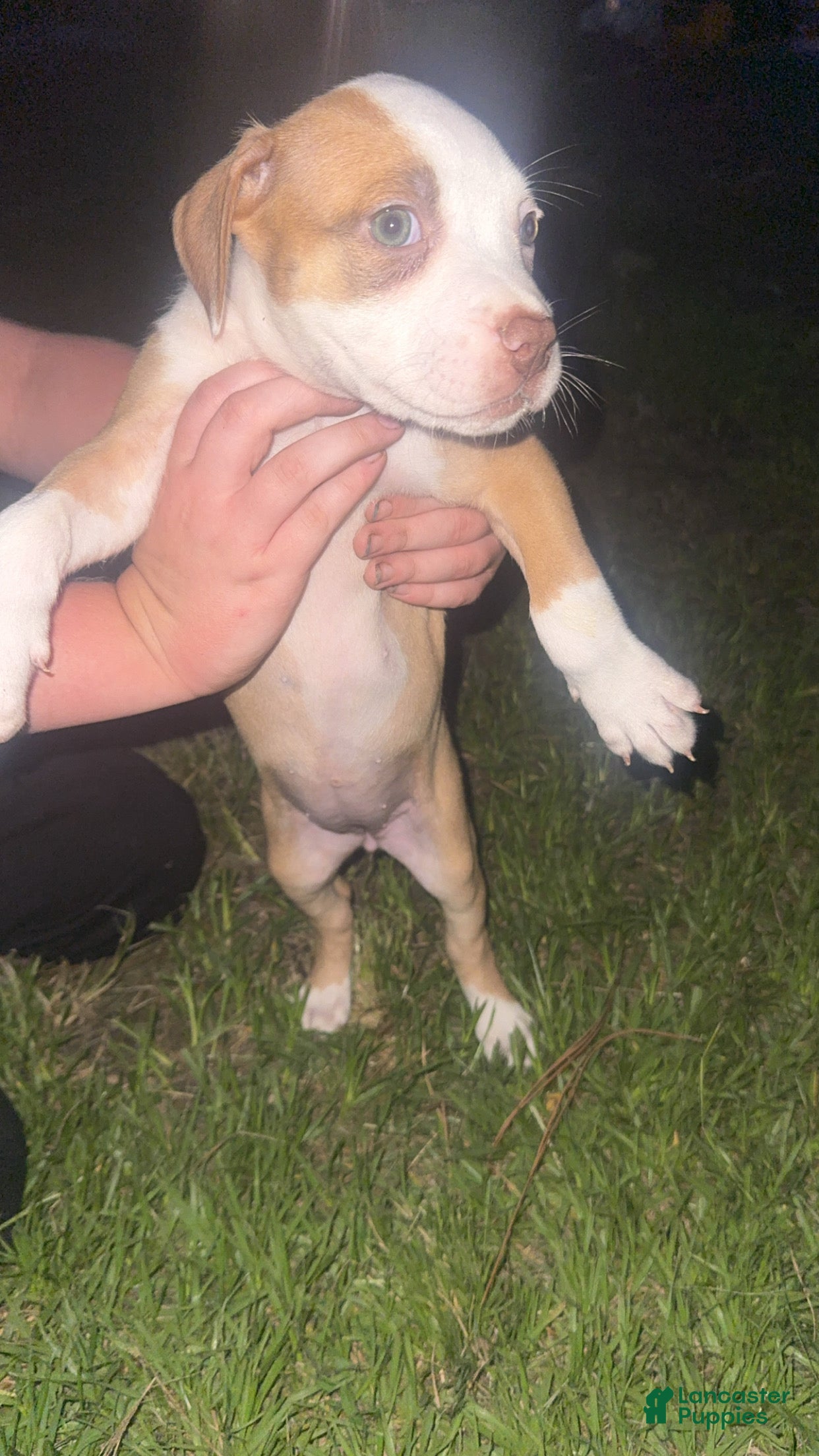 American Pit Bull Terrier dogs American Pit Bull Terrier Puppy 3 - Ad 6