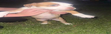 American Pit Bull Terrier Puppy 3