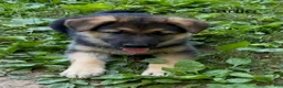 German Shepherd dogs for sale: Sadie - Ad 4