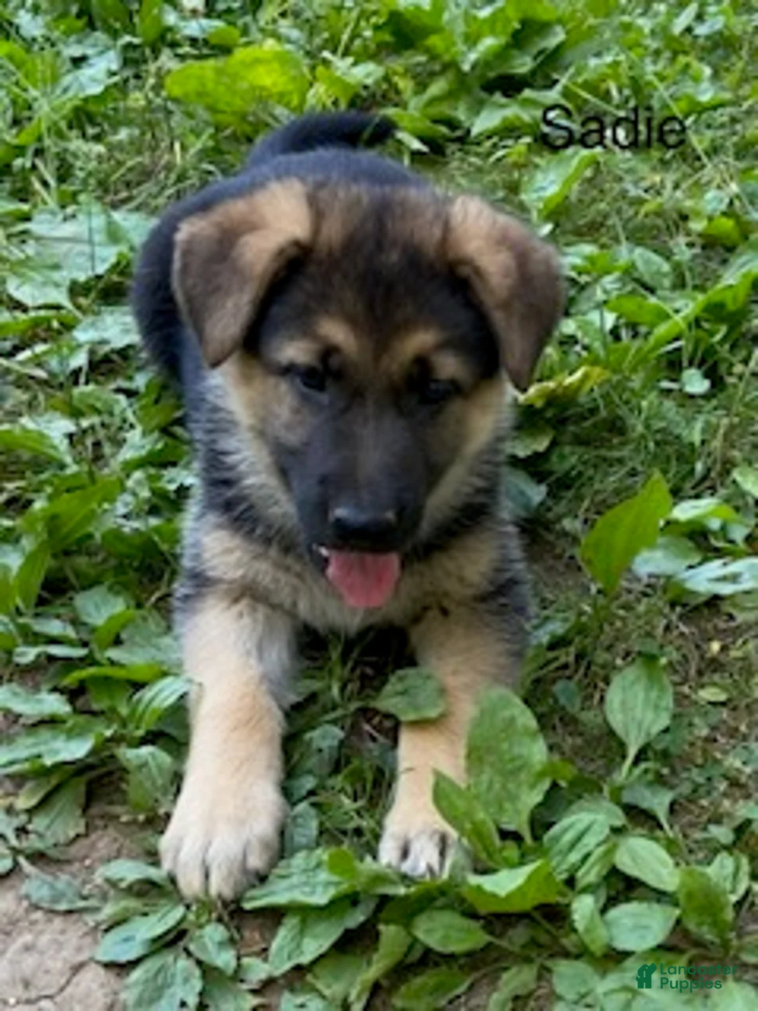 German Shepherd dogs for sale: Sadie - Ad 4