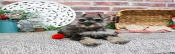 Miniature Schnauzer dogs for sale: Doris - Ad 13