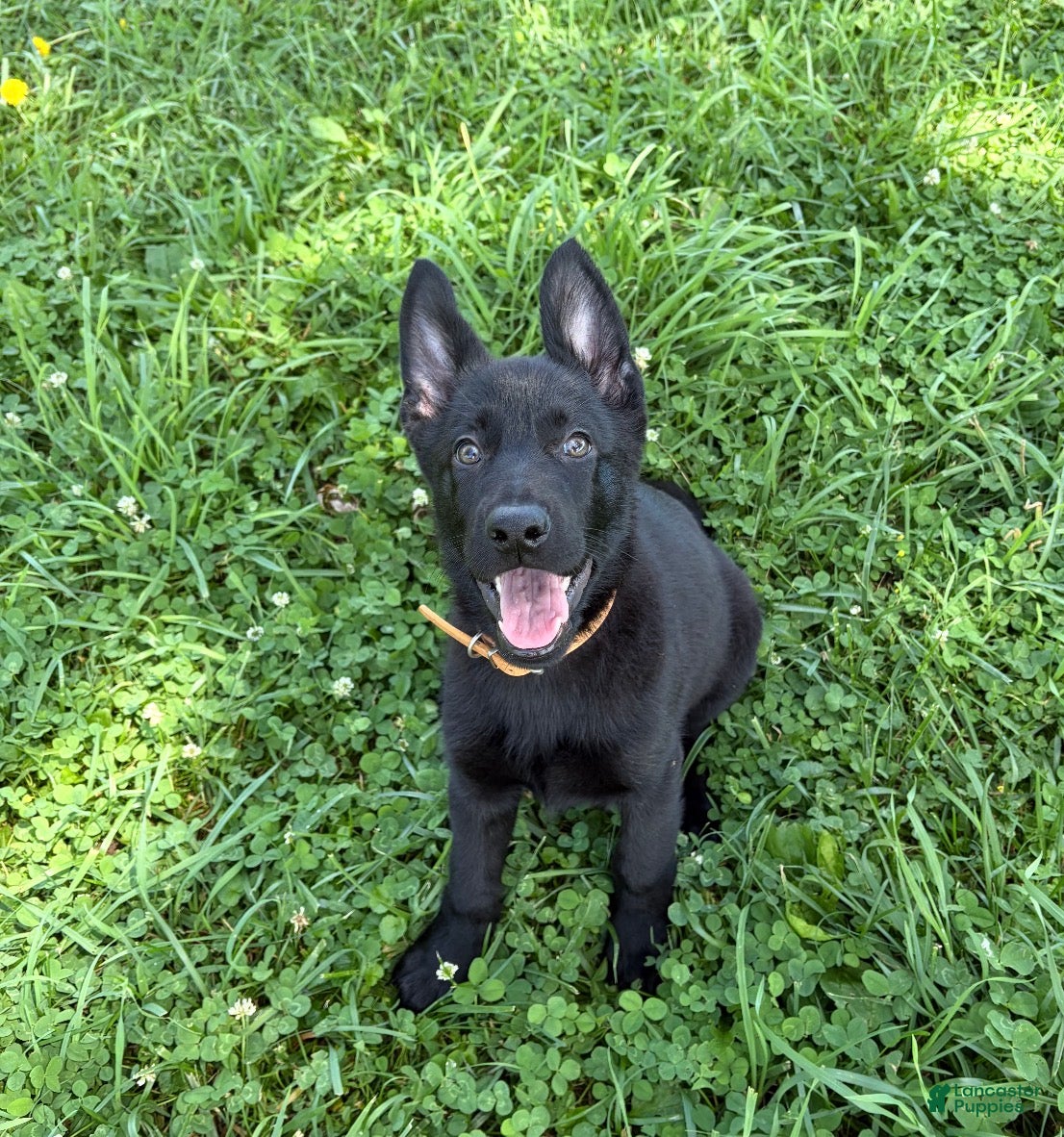 German Shepherd dogs Porsche - Ad 15