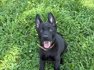 German Shepherd dogs Porsche - Ad 15