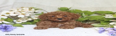 Jerry