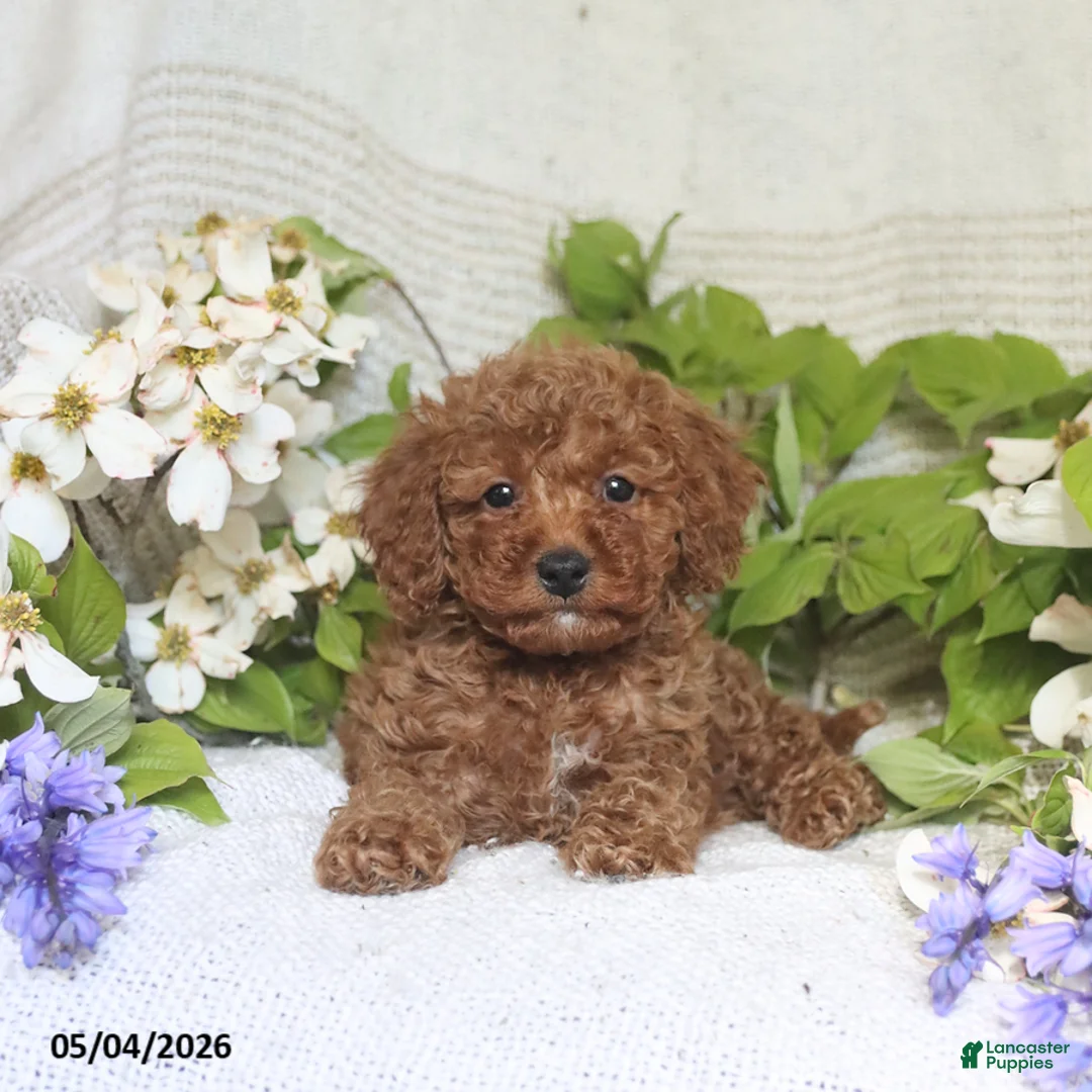 Cockapoo dogs for sale: Jerry - Ad 1