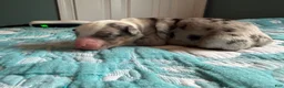 Australian Shepherd dogs for sale: Dallas - Ad 5