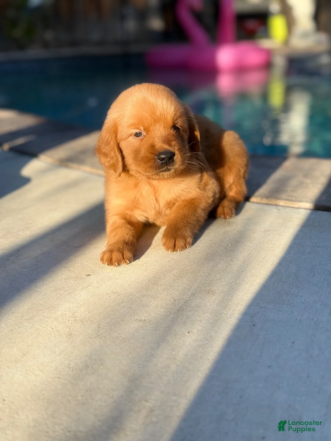 Golden Retriever dogs for sale: Golden Retriever 2 - Ad 2