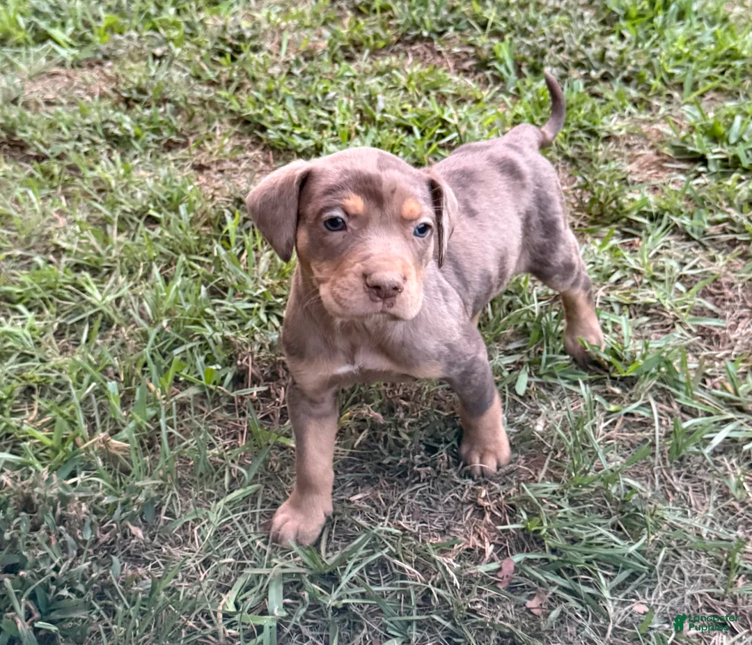 Catahoula Leopard Dog dogs for sale: Carrie - Ad 2