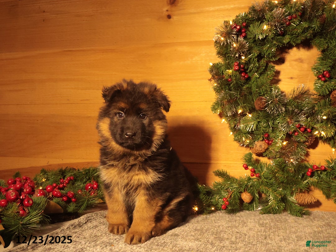 German Shepherd dogs for sale: Holly - Ad 1
