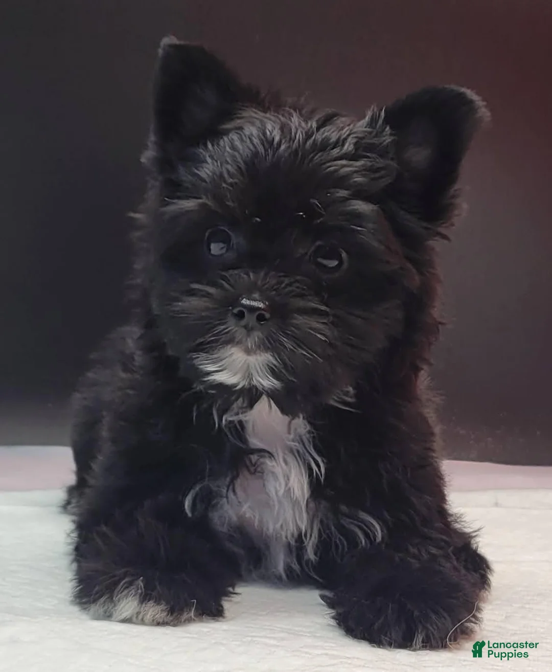 Yorkshire Terrier dogs for sale: Yorkshire Terrier 1 - Ad 7
