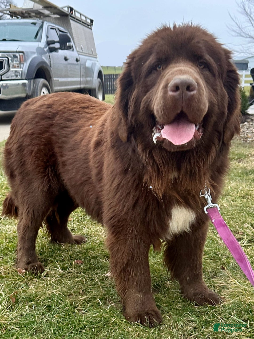 Newfoundland dogs for sale: OFA,AKC,CH, “ Jackson Cancrimo” - Ad 13