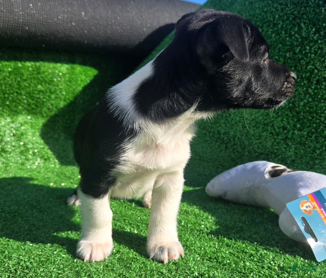 Jack Russell Terrier dogs for sale: Jack Russell Terrier Puppy 1 - Ad 8