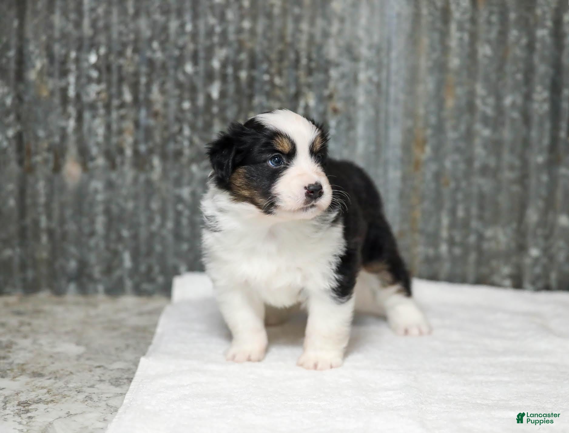 Miniature Australian Shepherd dogs Lasandra Miniature Australian Shepherd Puppy  - Ad 2