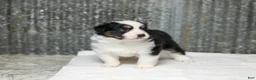 Miniature Australian Shepherd dogs for sale: Lasandra Miniature Australian Shepherd Puppy  - Ad 5