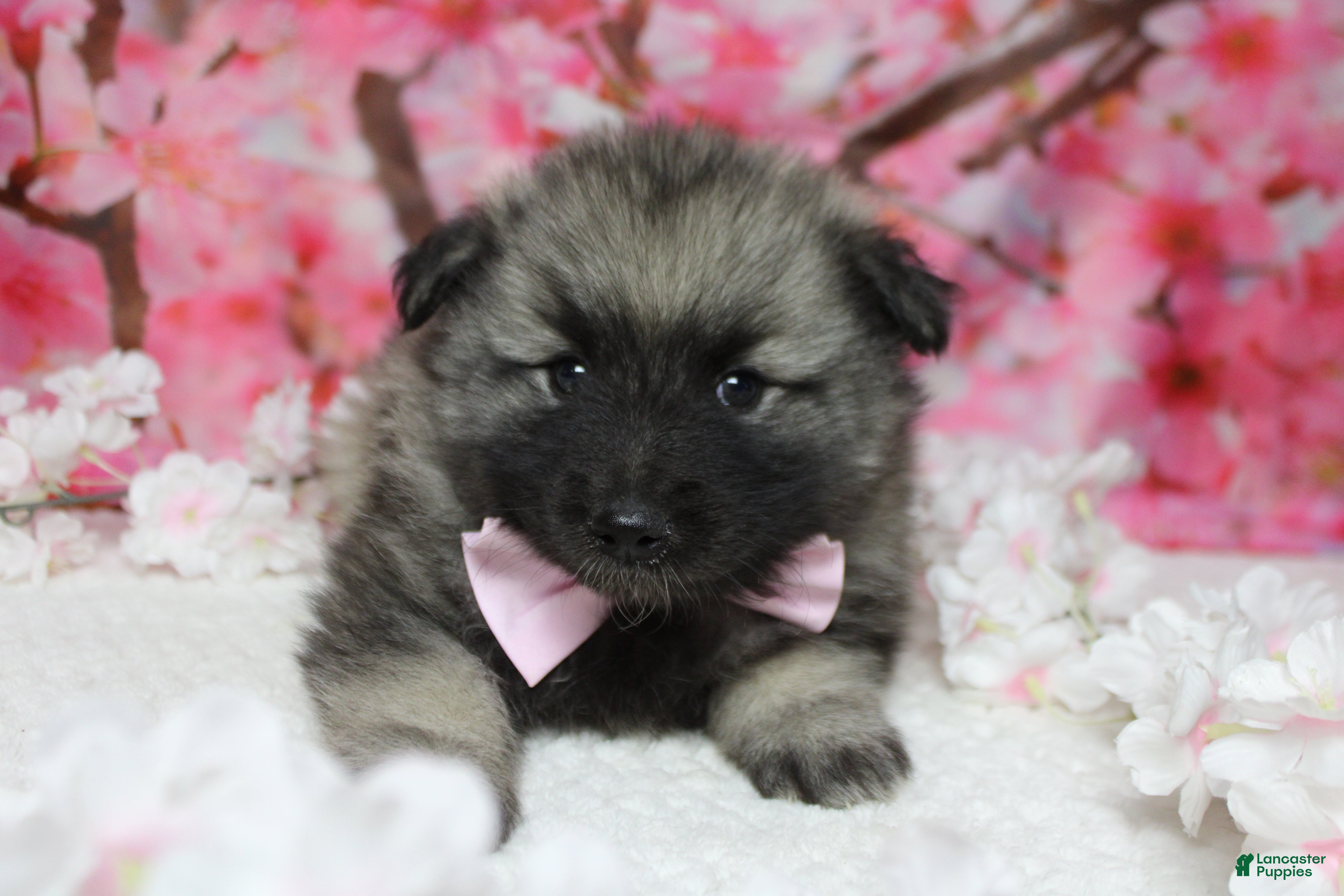 Keeshond dogs Abbott  - Ad 7