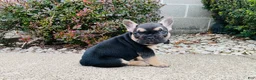French Bulldog dogs for sale: Asher - Ad 4
