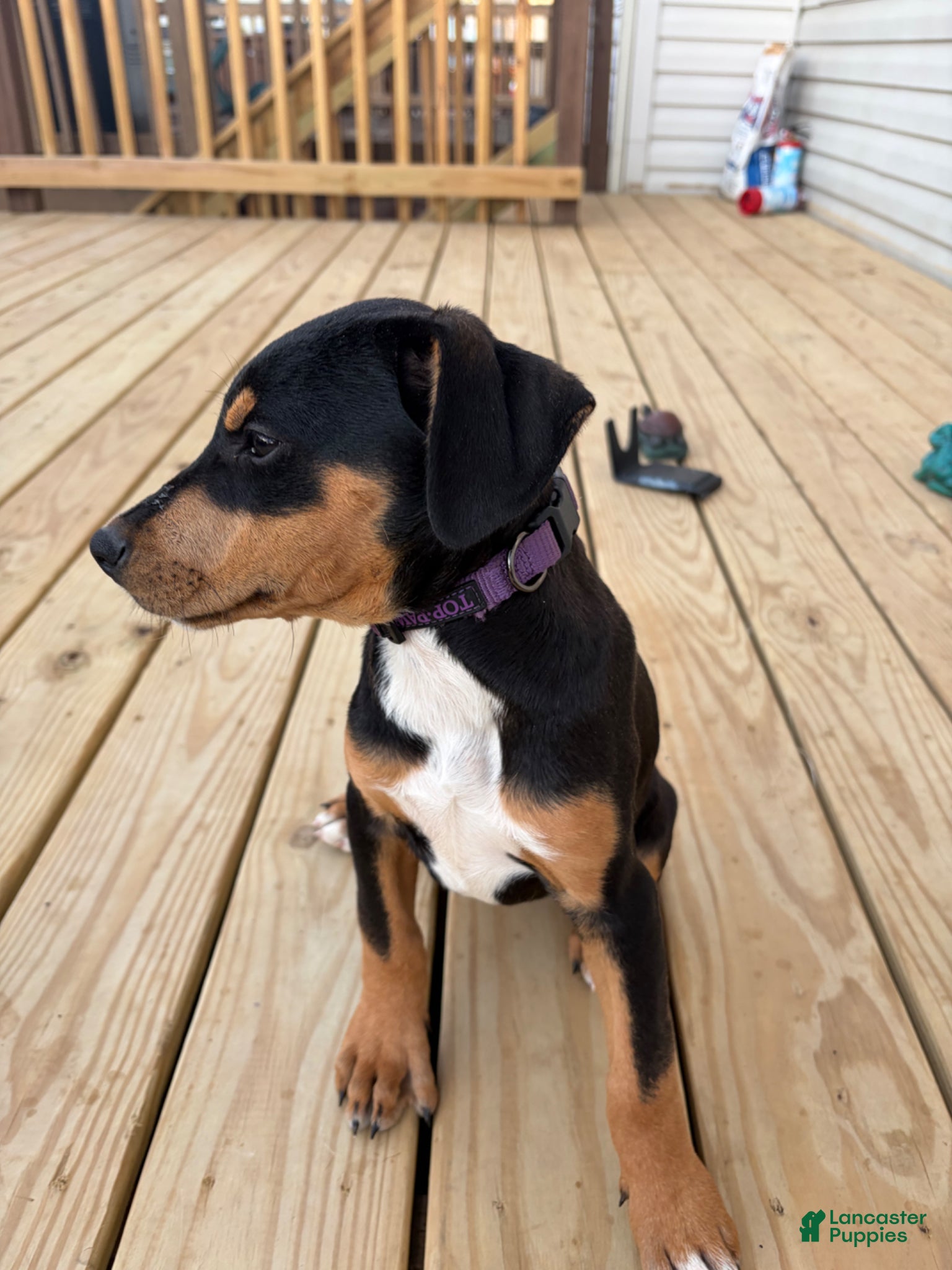 Mixed Breed dogs Freya - Ad 14
