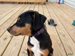 Mixed Breed dogs Freya - Ad 14