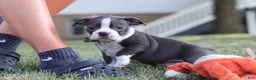 Boston Terrier dogs for sale: Bradie - Ad 20