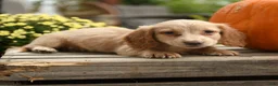 Dachshund dogs for sale: Fauna - Ad 4