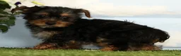 Yorkshire Terrier dogs for sale: Kayla - Ad 5