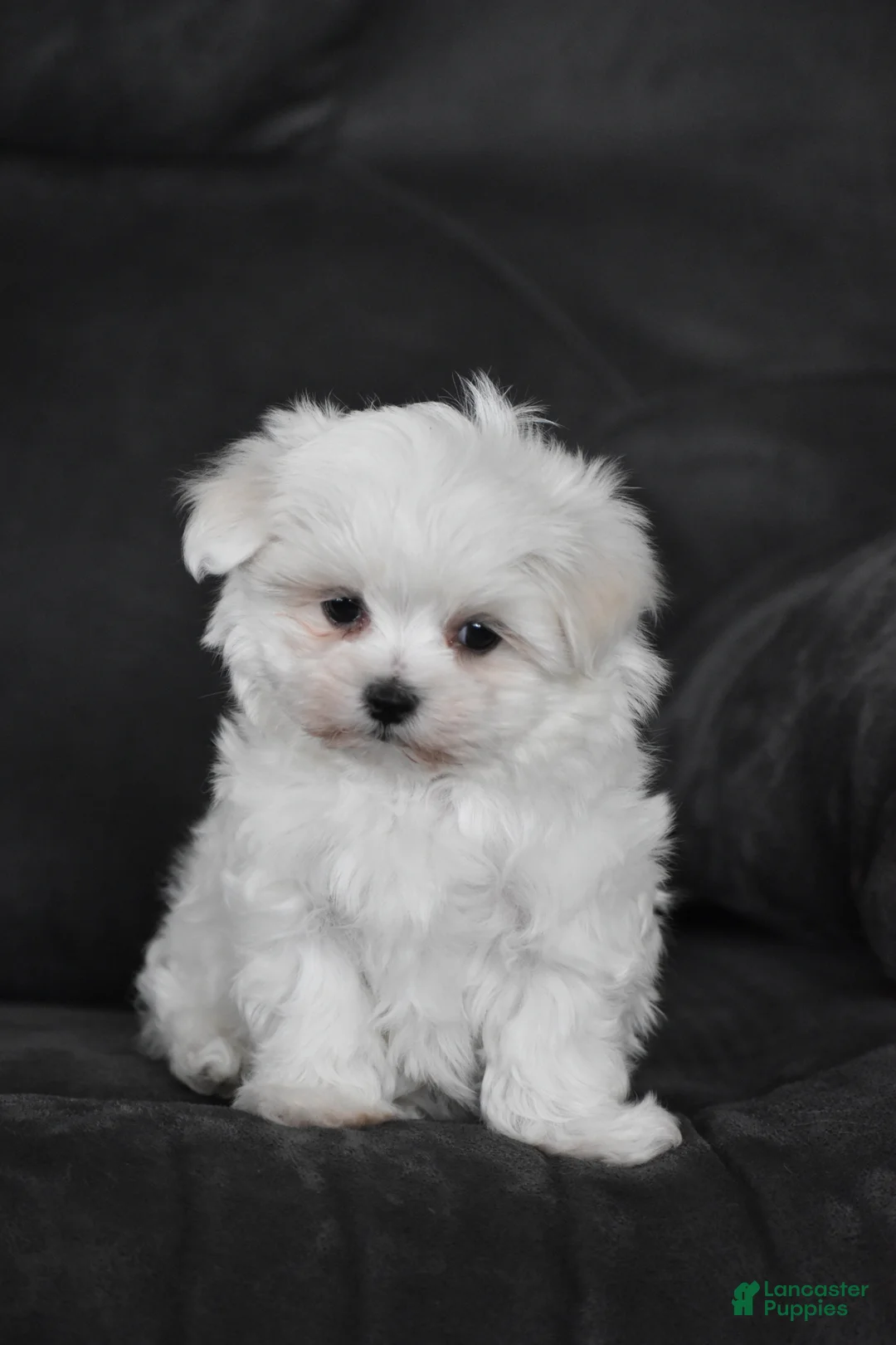 Maltese dogs for sale: Aiden - Ad 2