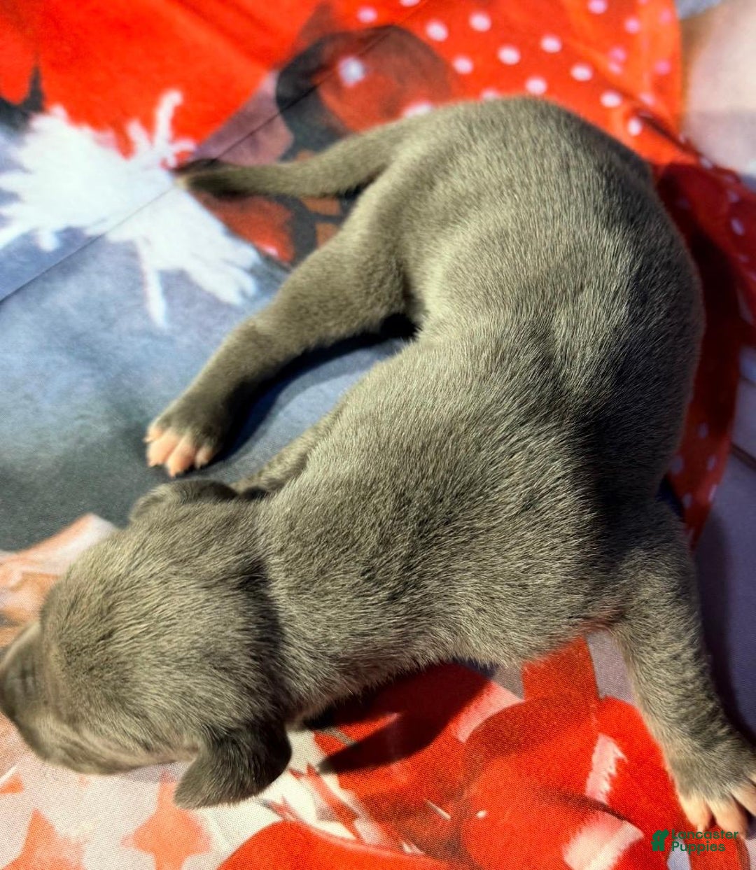 Great Dane dogs for sale: Willow - Blue - Ad 1