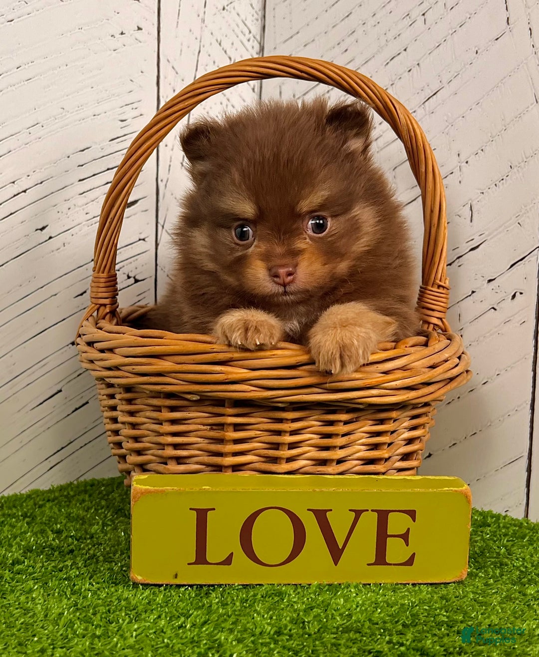 Pomeranian dogs for sale: Sparky - Ad 5