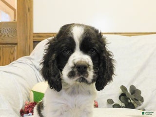 Cocker Spaniel dogs - Ad 41