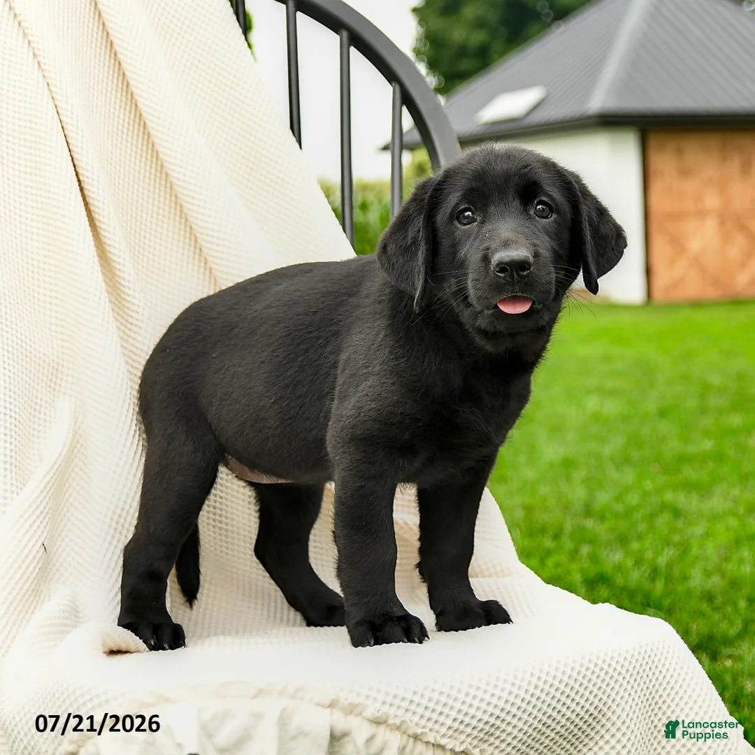 Labrador Retriever dogs for sale: Loretta - Ad 1