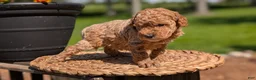 Miniature Poodle dogs for sale: Muna - Ad 8