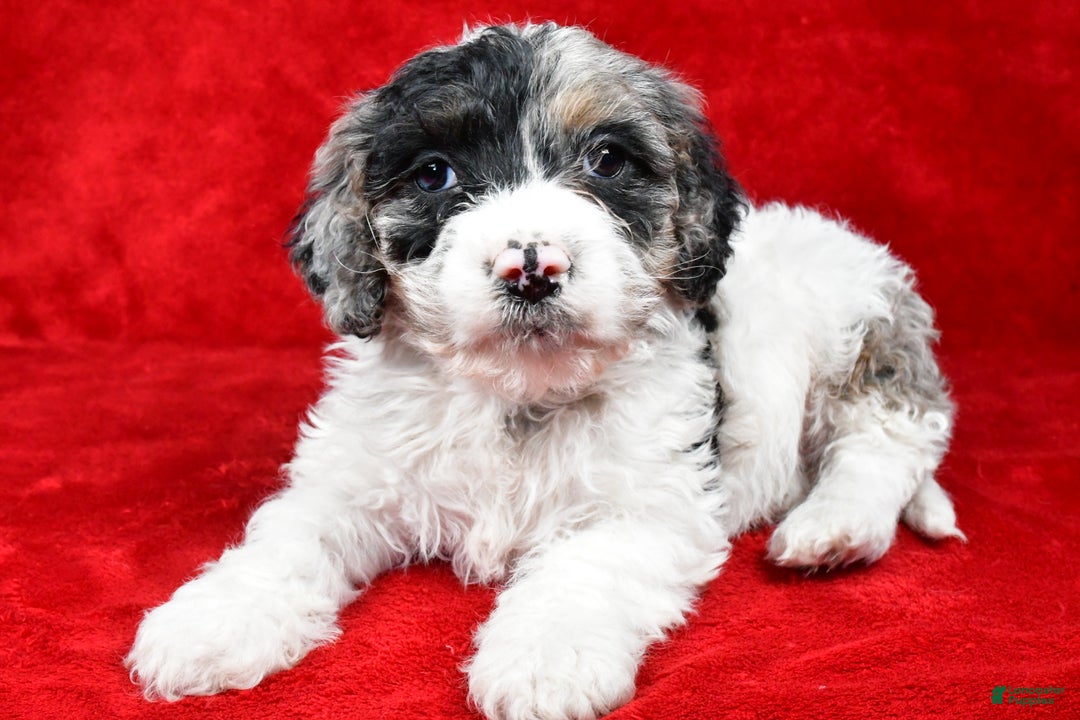 Cockapoo dogs for sale: Myles - Ad 1