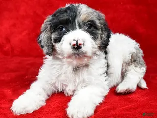 Cockapoo dogs Myles - Ad 16