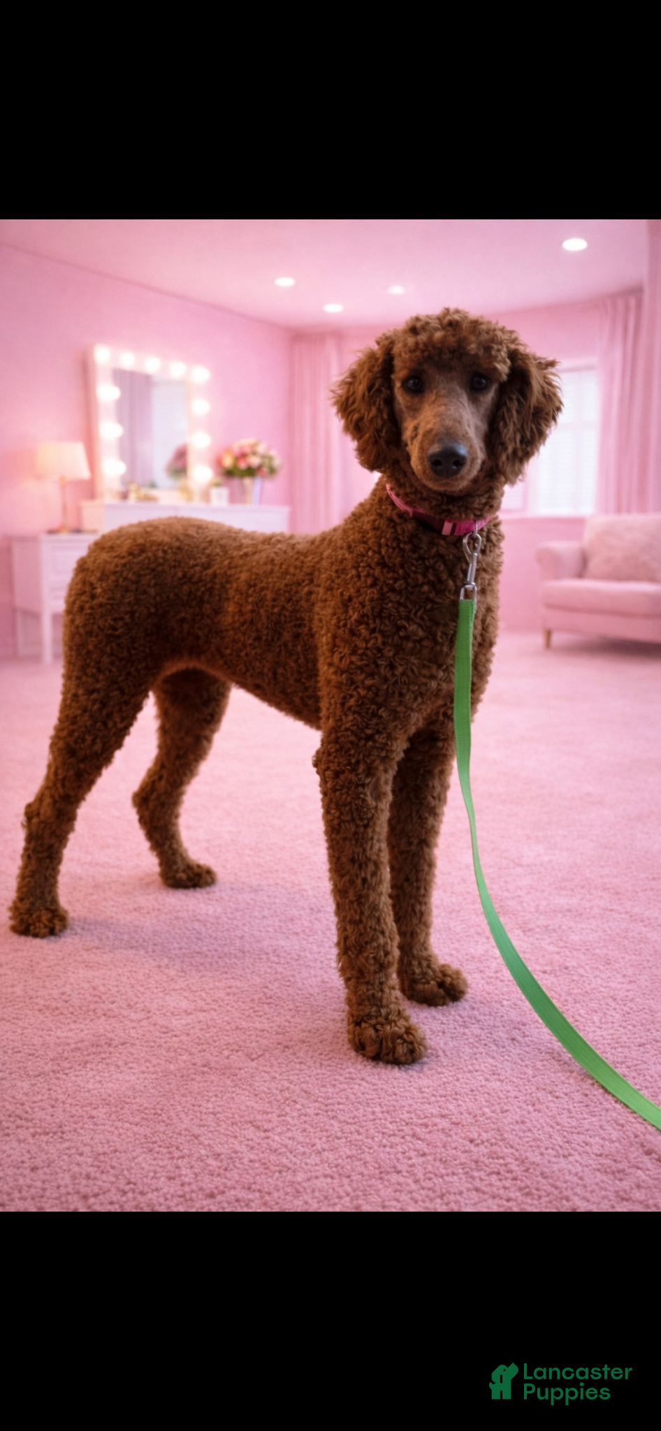 Standard Poodle dogs Akc Clear bred color Red Sophie - Ad 7